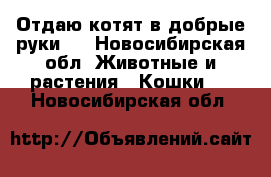 Отдаю котят в добрые руки . - Новосибирская обл. Животные и растения » Кошки   . Новосибирская обл.